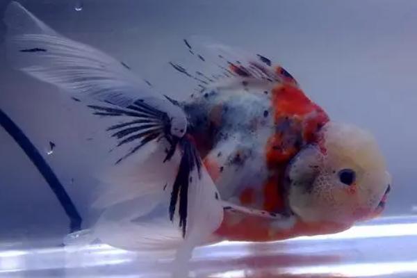 泰狮需要用深水养的原因，高水位可增加观赏性