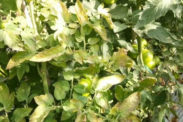 番茄缺钾有哪些症状，植株生长势弱、叶片容易发黄掉落