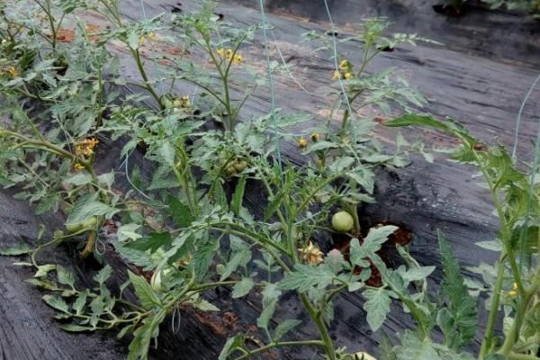 番茄缺钾有哪些症状，植株生长势弱、叶片容易发黄掉落