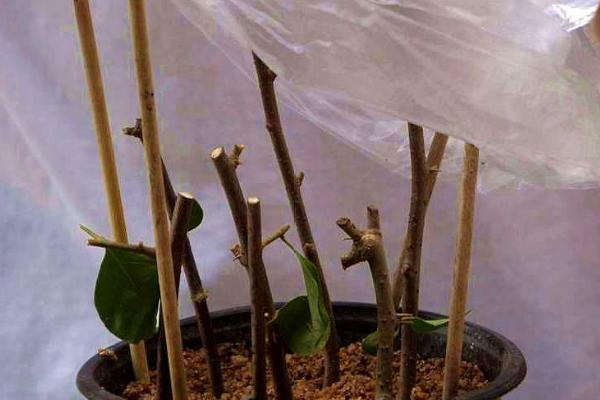 三角梅秋天可以扦插吗，春季和秋季都可以扦插