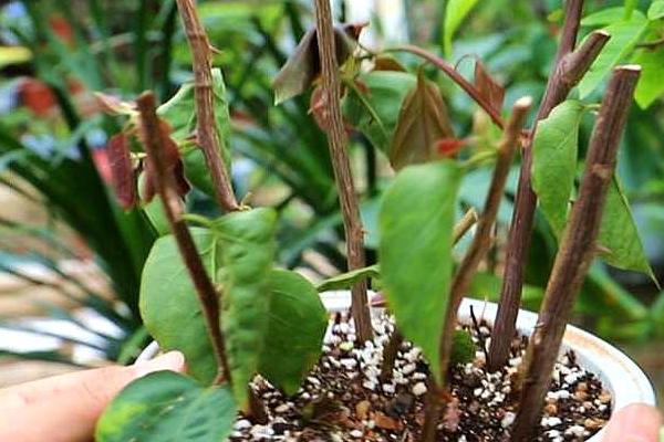 三角梅秋天可以扦插吗，春季和秋季都可以扦插