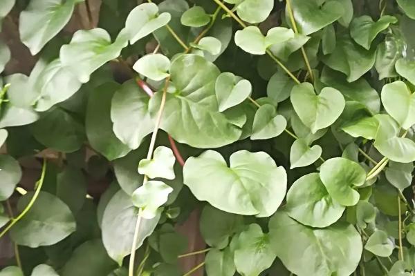 藤三七有毒吗，是一种无毒的野生蔬菜