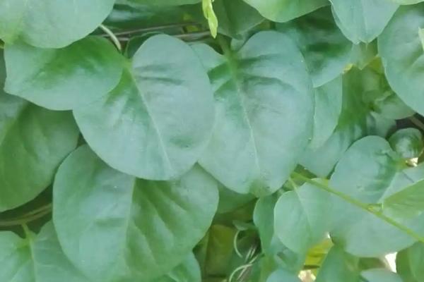 藤三七有毒吗，是一种无毒的野生蔬菜