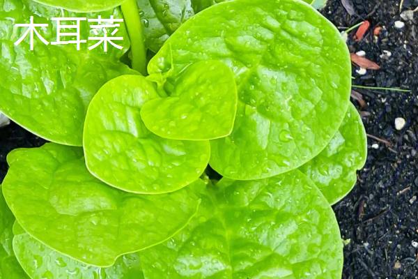 藤三七有毒吗，是一种无毒的野生蔬菜