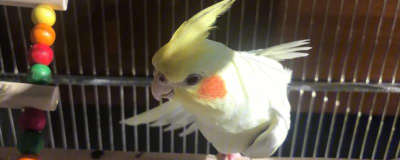 怎么让玄凤自己吃东西