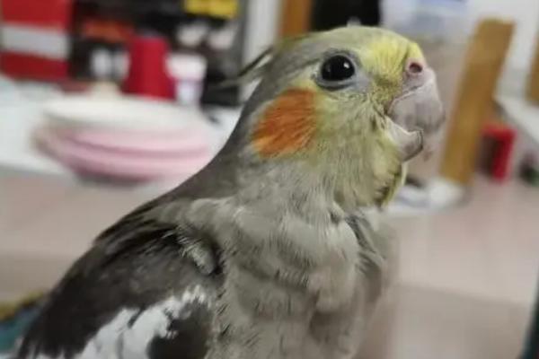 怎么让玄凤自己吃东西，需要主人循序渐进地诱导它们