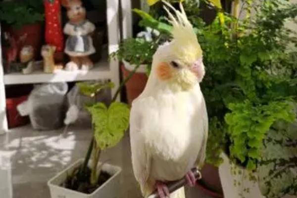 怎么让玄凤自己吃东西，需要主人循序渐进地诱导它们