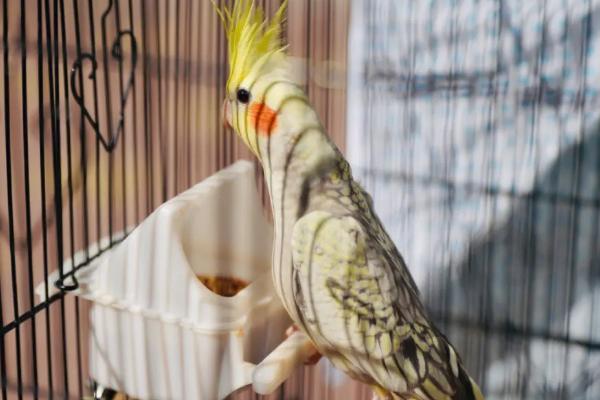 怎么让玄凤自己吃东西，需要主人循序渐进地诱导它们