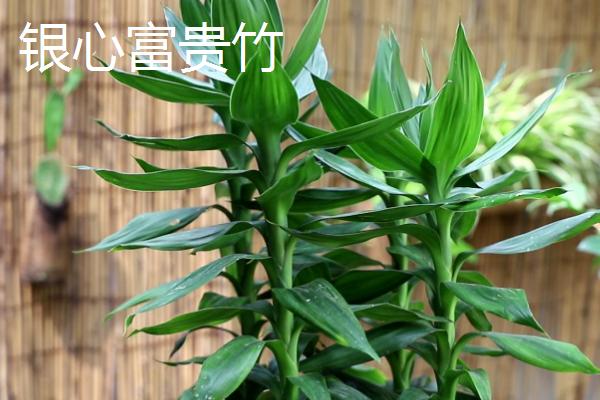 富贵竹有哪些品种，包括金边富贵竹、银心富贵竹等种类