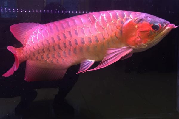 红龙鱼可以和哪些鱼类混养，适合与泰国虎鱼、红鹦鹉鱼、魟鱼等品种混养