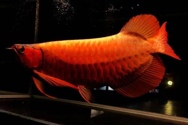 红龙鱼可以和哪些鱼类混养，适合与泰国虎鱼、红鹦鹉鱼、魟鱼等品种混养