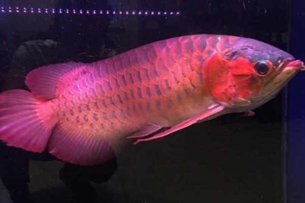 红龙鱼可以和哪些鱼类混养，适合与泰国虎鱼、红鹦鹉鱼、魟鱼等品种混养