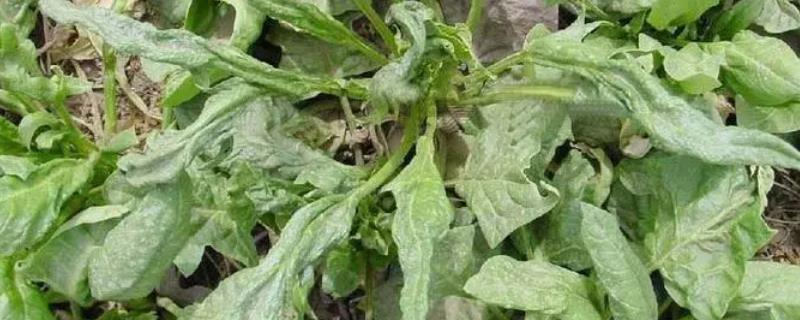 菠菜病毒病的防治方法
