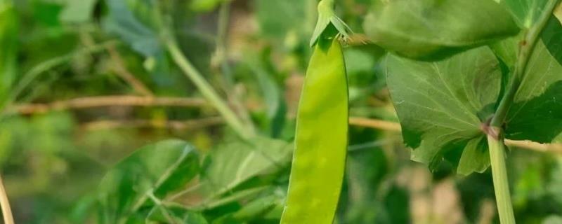 四季豆最晚什么时间种