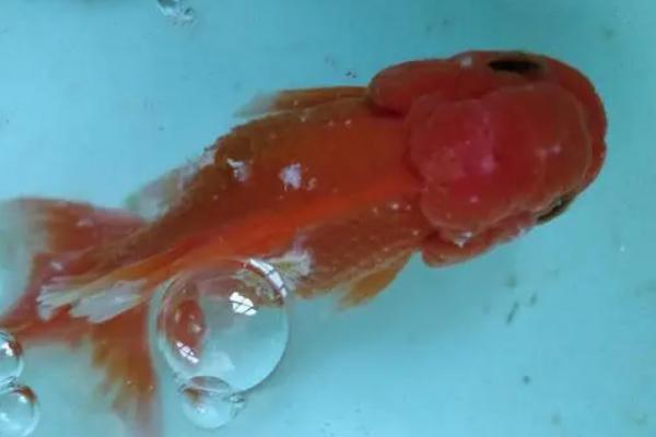 金鱼身体腐烂的原因，可能是患有白点病、水霉病等病症所导致
