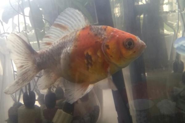 金鱼身体腐烂的原因，可能是患有白点病、水霉病等病症所导致