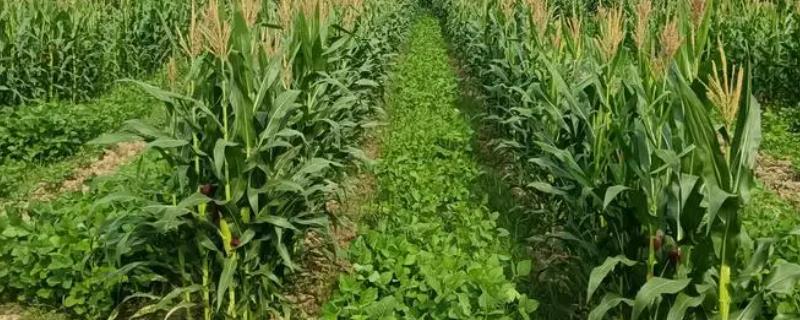 玉米和大豆的套种技术