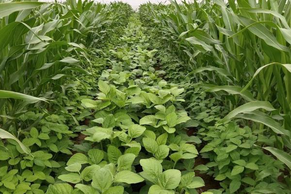 玉米和大豆的套种技术，需按照特定的种植规格确定留苗密度