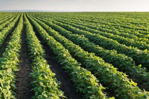 玉米和大豆的套种技术，需按照特定的种植规格确定留苗密度