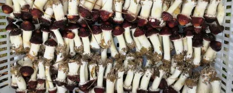 大球盖菇的保存时间