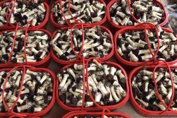 大球盖菇的保存时间，通常为1-3天左右