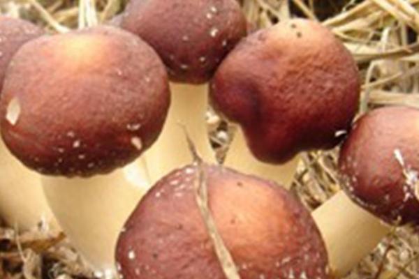 大球盖菇的保存时间，通常为1-3天左右