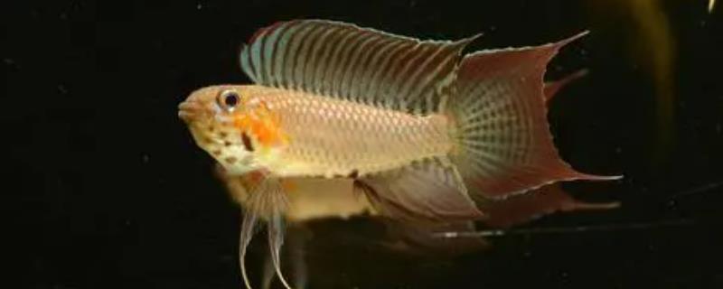 红帆短鲷好不好养