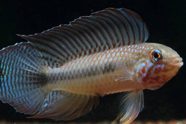 红帆短鲷好不好养，饲养者需要具备一定的经验