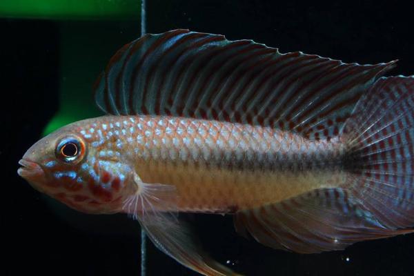 红帆短鲷好不好养，饲养者需要具备一定的经验