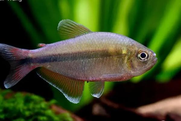 红帆短鲷好不好养，饲养者需要具备一定的经验