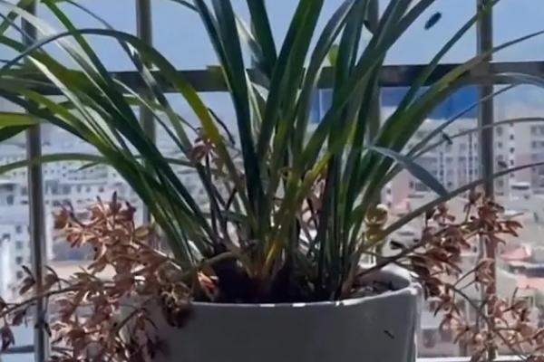 蜜蜂兰怎么养殖以及要注意什么，期间让植株接受散射光即可