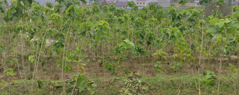 冬季怎么管理桑园