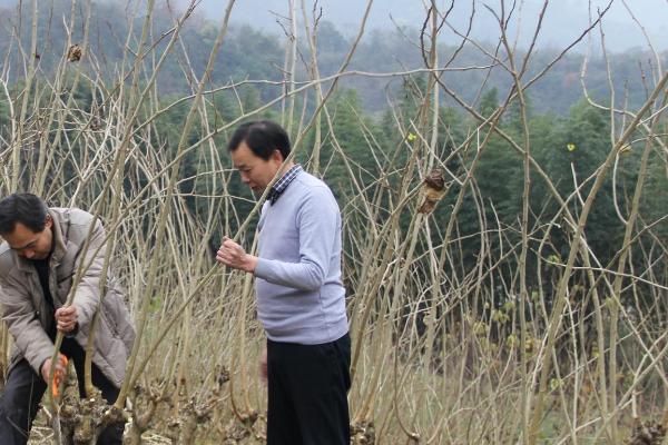 冬季怎么管理桑园，清园、施肥、冬耕、剪枝