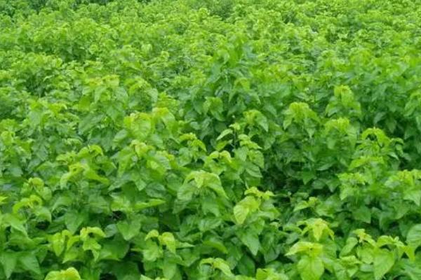 冬季怎么管理桑园，清园、施肥、冬耕、剪枝