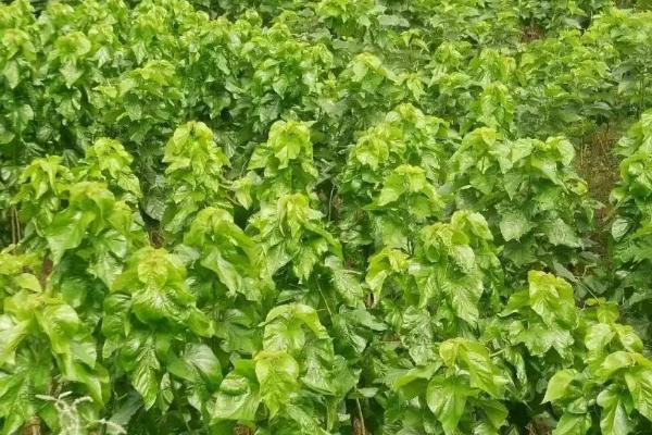 冬季怎么管理桑园，清园、施肥、冬耕、剪枝