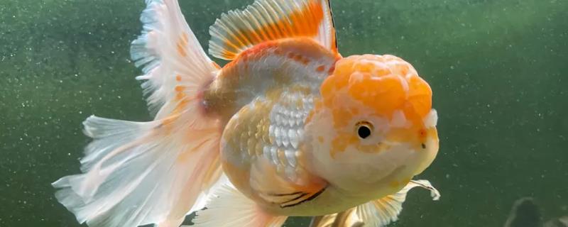 泰狮金鱼的水温多少合适