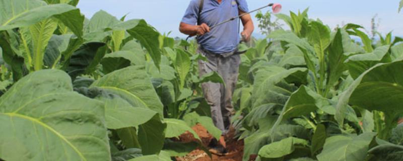 烟田雨季如何使用农药