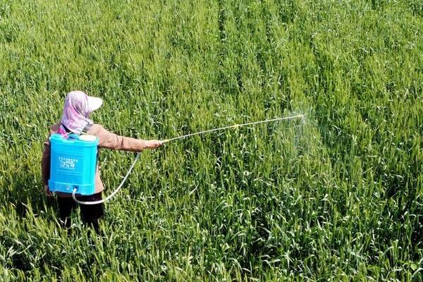 烟田雨季如何使用农药，可选用内吸性或性的农药