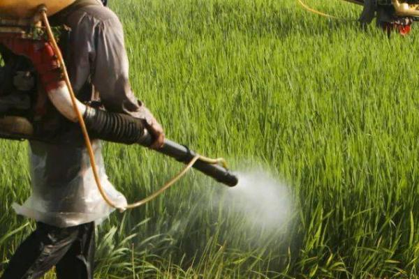 烟田雨季如何使用农药，可选用内吸性或性的农药