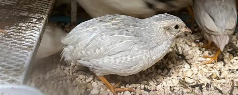 芦丁鸡颜色有几种