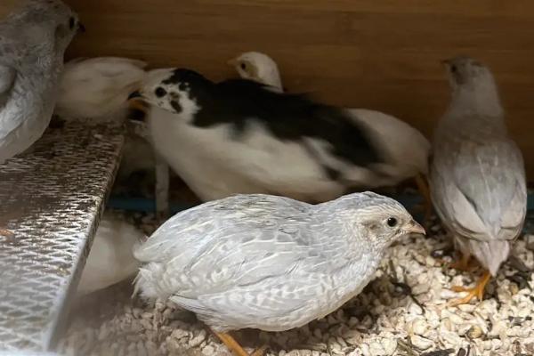 芦丁鸡颜色有几种，即原色、栗色以及纯白色