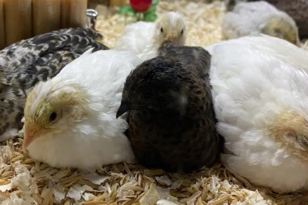 芦丁鸡颜色有几种，即原色、栗色以及纯白色