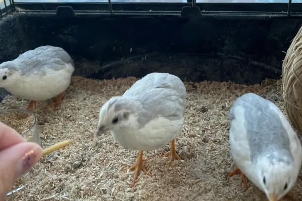 芦丁鸡颜色有几种，即原色、栗色以及纯白色