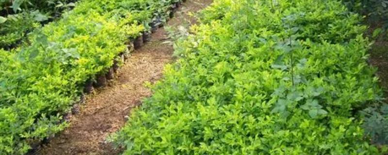 新手怎么做苗木生意