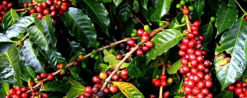 咖啡种植技术要点