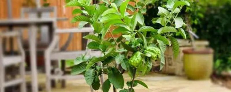 番石榴可以在家里种吗