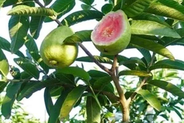 番石榴可以在家里种吗，可以但需要严格限制温度和光照