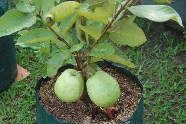 番石榴可以在家里种吗，可以但需要严格限制温度和光照