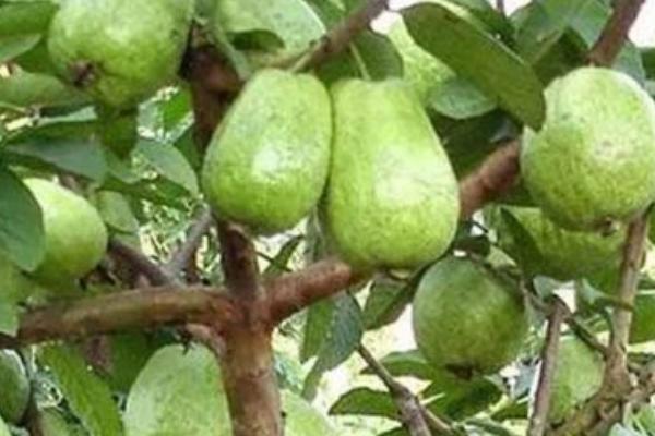 番石榴可以在家里种吗，可以但需要严格限制温度和光照