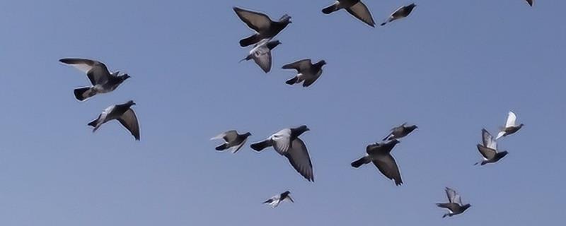 怎么让鸽子家飞